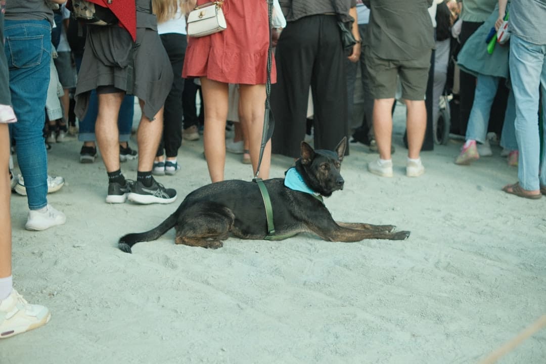 how long does it take to train a service dog. A black dog lies on the ground surrounded by people.