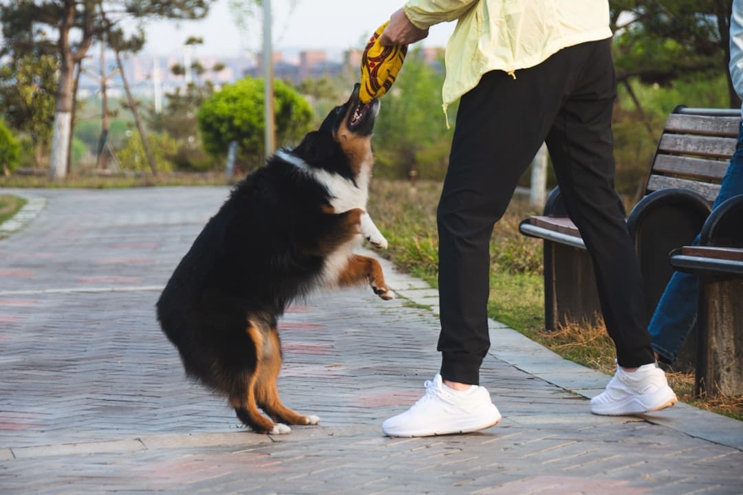 how long does it take to train a service dog. A dog jumping to catch a person