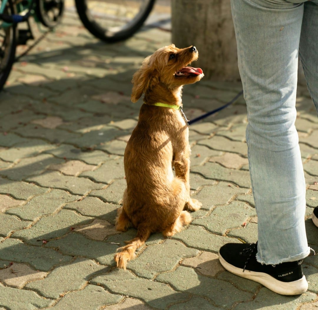 deep pressure therapy — a brown dog sitting on top of a stone floor next to a person